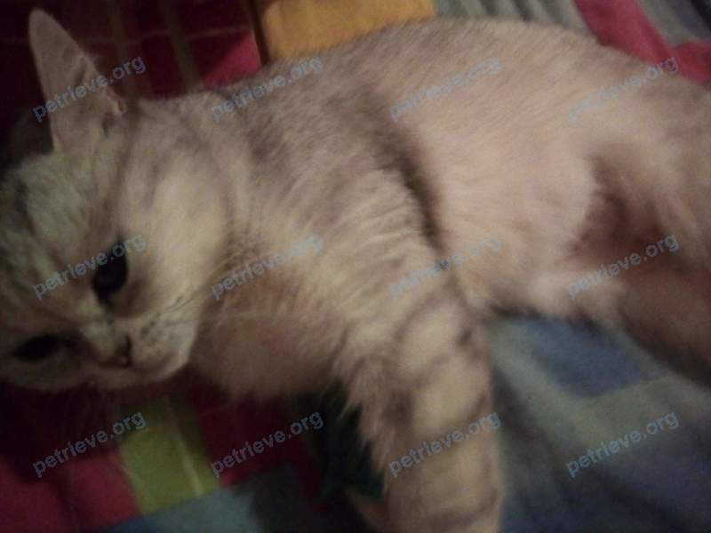 Medium young gray female cat, found near ул. Войкова, 21, Иваново, Ивановская обл., Россия, 153025 on Sep 12, 2018.