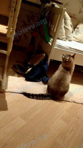 Medium adult gray female cat Буся, lost near ул. Дирижабельная, 1, Долгопрудный, Moscow Oblast, Россия, 141700 on Sep 12, 2018.