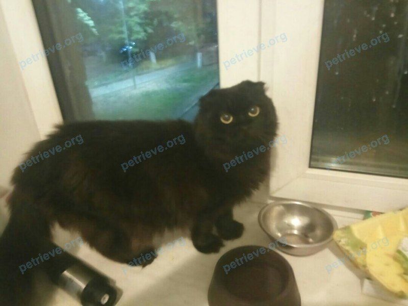 Medium adult black female cat Эни, lost near ул. Парковая, 9, Балашиха, Московская обл., Россия, 143904 on Sep 11, 2018.