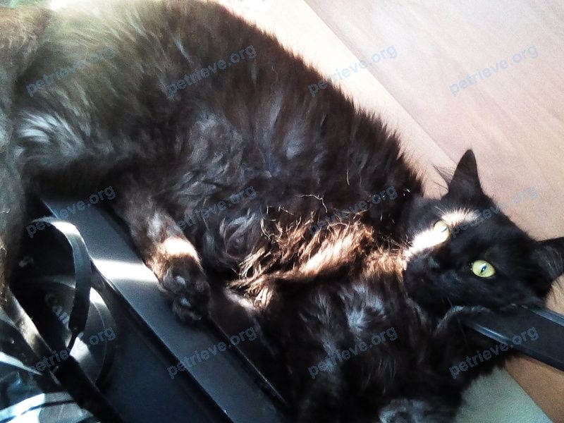 Big young black male cat Тимон, lost near Горького вул. 43А, Диканька, Полтавська, Украина, 38500 on Sep 15, 2018.