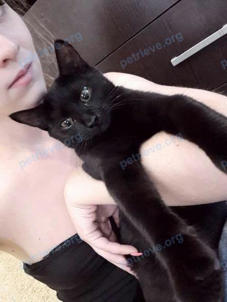 Medium young black female cat Багирра, lost near вулиця Перекопська, 163, Херсон, Херсонська область, Украина, 73009 on Sep 17, 2018.