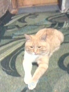 Medium orange male cat Бель(Белорыжик), lost near ул. Садовая, 10, Галич, Костромская, Россия, 157202 on Aug 30, 2018.