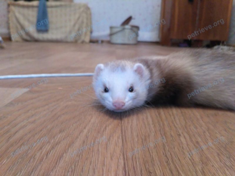 Medium adult brown male ferret Веня, lost near вулиця Чернишевського, 1А, 1a, Дніпро́, Дніпропетровська область, Украина, 49000 on Sep 23, 2018.