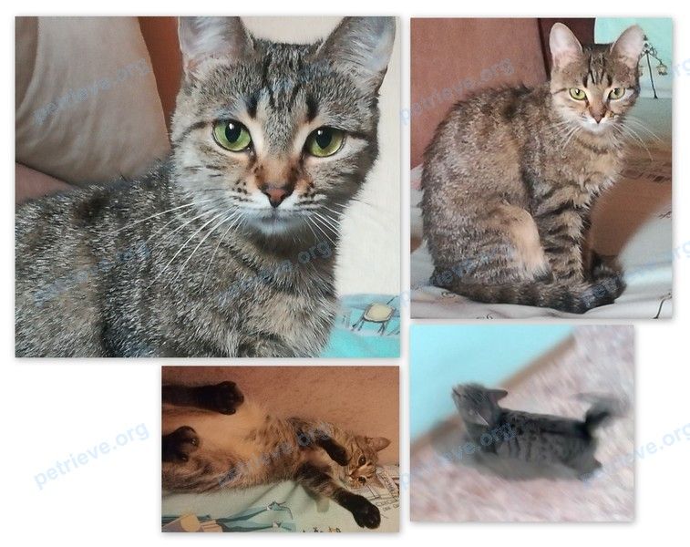 Small young mixed color female cat Пуся, lost near пер. Мечникова, 5, Шахты, Ростовская обл., Россия, 346503 on Sep 19, 2018.