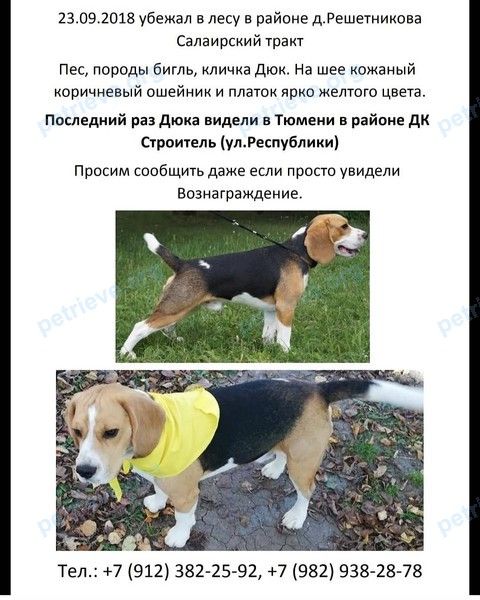 Medium adult mixed color male dog Дюк, lost near ул. Тульская, 12/2, Тюмень, Тюменская обл., Россия, 625023 on Sep 23, 2018.