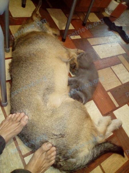 Big young brown male dog Стикс, lost near Абрикосовая ул., 28, Анапа, Краснодарский край, Россия, 353445 on Sep 22, 2018.