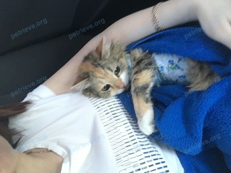 Medium adult mixed color female cat, lost near Старокрюковский Парк, Зеленоград, Москва, Россия, 124365 on Sep 15, 2018.