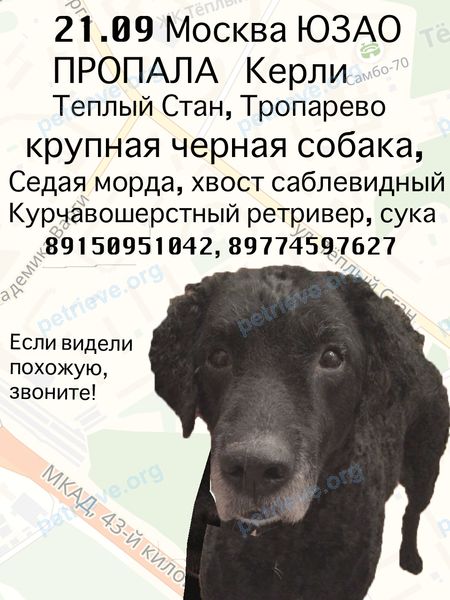 Большая чёрная старая собака Жеги, пропала 21.09.2018 рядом с ул. Теплый Стан, 25А, Москва, Россия, 117133.
