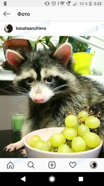 Medium adult black female raccoon, lost near ул. Лепсе, Навашино, Нижегородская обл., Россия, 607100 on Aug 02, 2018.