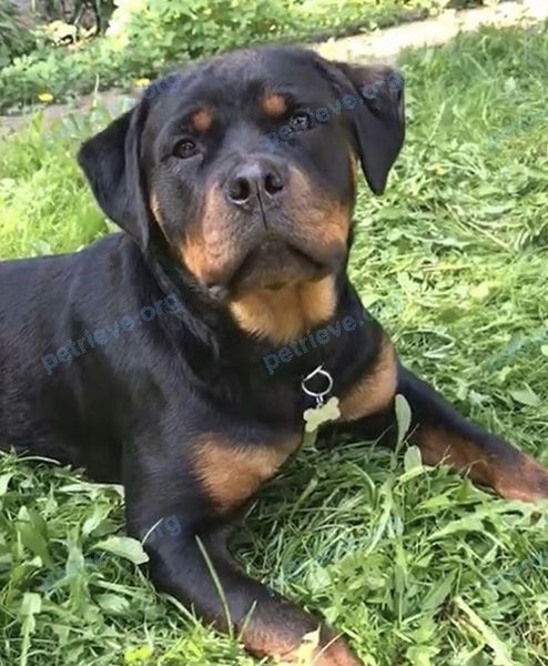Big young black female dog Блесс, lost near ул. 1-я Красная Заря, 98б, Малаховка, Московская обл., Россия, 140030 on Sep 27, 2018.