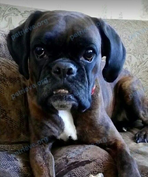 Medium adult brown female dog, lost near ул. Южный Бульвар, 14, Челябинск, Челябинская обл., Россия, 454010 on Oct 03, 2018.