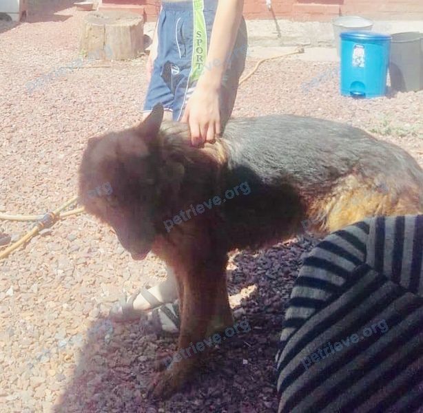 Medium adult mixed color male dog, lost near Октябрьский пер., 11, Каменоломни, Ростовская, Россия, 346481 on Sep 12, 2018.