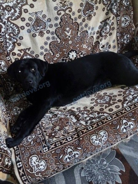 Big young black male dog Ларс, lost near Энергетическая ул., 23, Рузаевка, Респ. Мордовия, Россия, 431445 on Oct 01, 2018.
