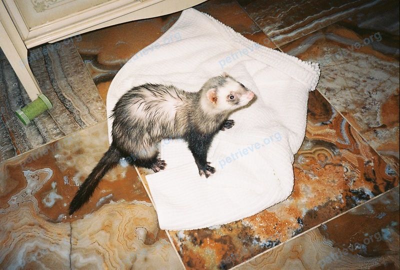 Medium adult brown male ferret Вася, lost near 1-й Первомайский пер. (Сходня), 8, Химки, Московская обл., Россия, 141421 on Oct 07, 2018.