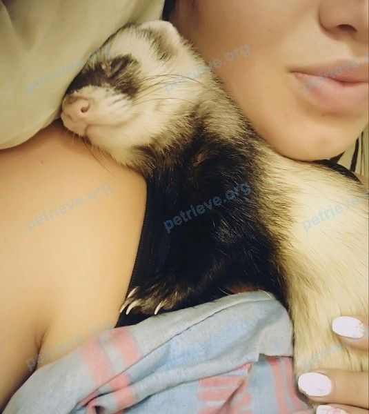 Medium young male ferret Алик, lost near 27-й кв-л, 13, Ангарск, Иркутская обл., Россия, 665806 on Oct 05, 2018.