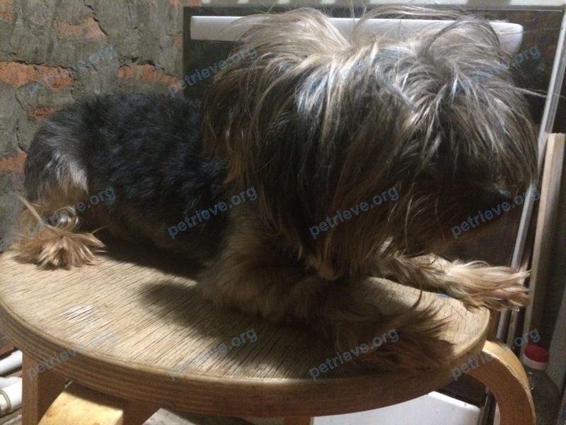 Small old brown male dog Йорик, lost near ул. Гагарина, 92, Яблоновский, Республика Адыгея, Россия, 385141 on Oct 11, 2018.