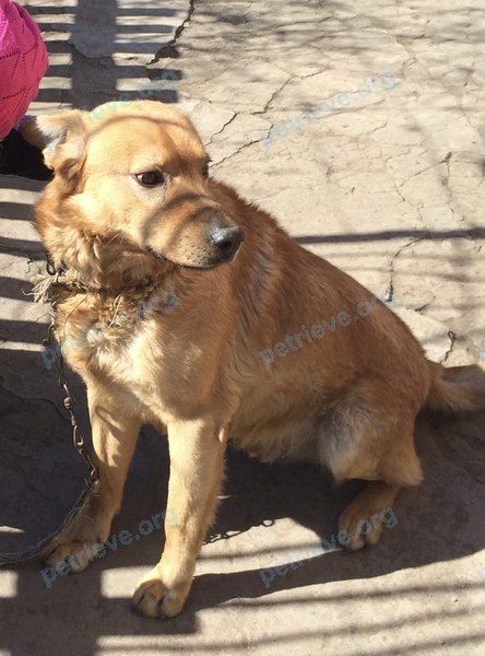 Big adult brown male dog Барон, lost near пер. Осипенко, 32, Азов, Ростовская обл., Россия, 346789 on Oct 03, 2018.