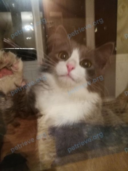 Small young gray cat, found near ул. Спортивная, 17, Балашиха, Московская обл., Россия, 143910 on Oct 12, 2018.