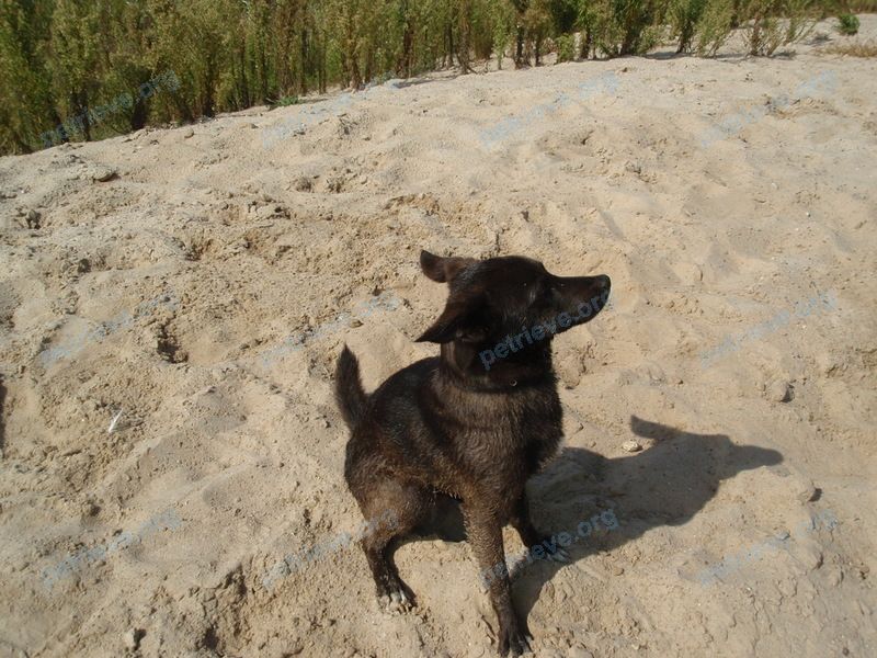 Средний чёрный взрослый пёс Джери, пропал 23.09.2018 рядом с ул. Новаторская, Гомель, Беларусь.