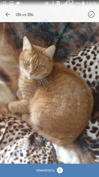 Medium adult orange male cat Батон, lost near ул. Синякова, 1, Балахна, Нижегородская обл., Россия, 606402 on Sep 07, 2018.