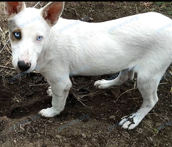 Medium young white male dog Дружок, lost near Арсенальная ул., 46, Каменск-Шахтинский, Ростовская обл., Россия, 347810 on Oct 09, 2018.