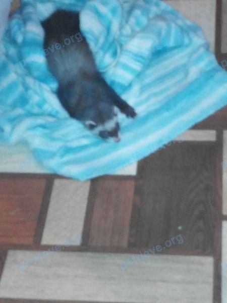 Medium young female ferret Соня, lost on Oct 12, 2018.