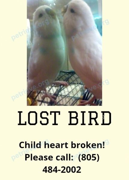 Маленькая белая молодая птица Angel, пропала 18.07.2018 рядом с 1735 Calle Rocas, Camarillo, CA 93010, USA.
