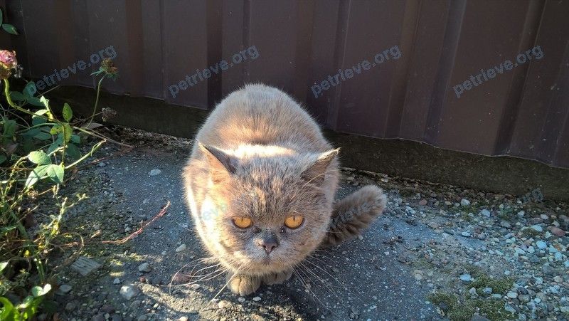 Medium adult gray male cat, found near ул. Кирова, 39, Черняховск, Калининградская обл., Россия, 238151 on Oct 18, 2018.