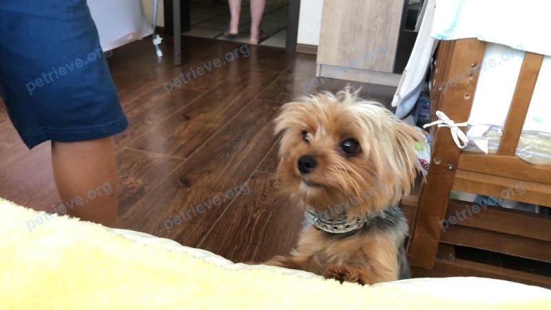 Small young brown male dog Ричи, lost near ул. Доватора, 11, Ростов-на-Дону, Ростовская обл., Россия, 344041 on Oct 17, 2018.