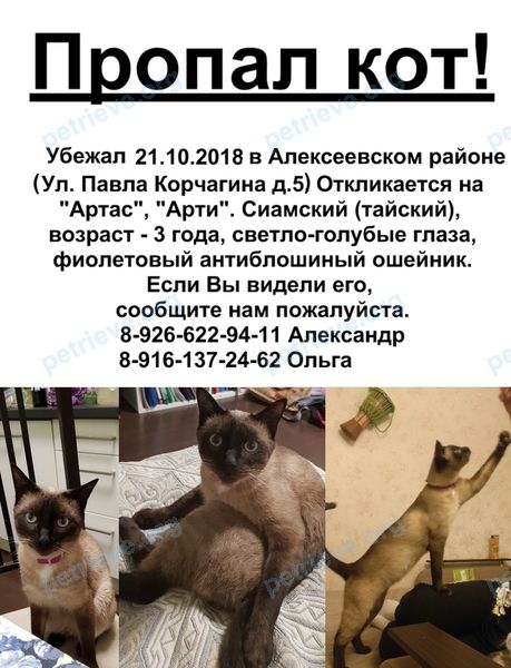 Средний коричневый взрослый кот Артас, пропал 21.10.2018 рядом с ул. Павла Корчагина, 5, Москва, Россия, 129626.