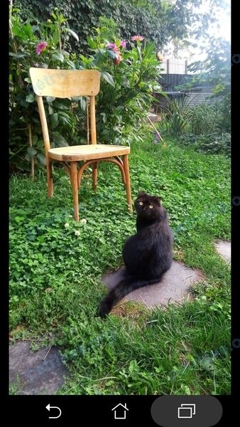 Medium young black female cat Буся, lost near пер. 5-й Солнечный, 13, Белгород, Белгородская обл., Россия, 308019 on Oct 16, 2018.