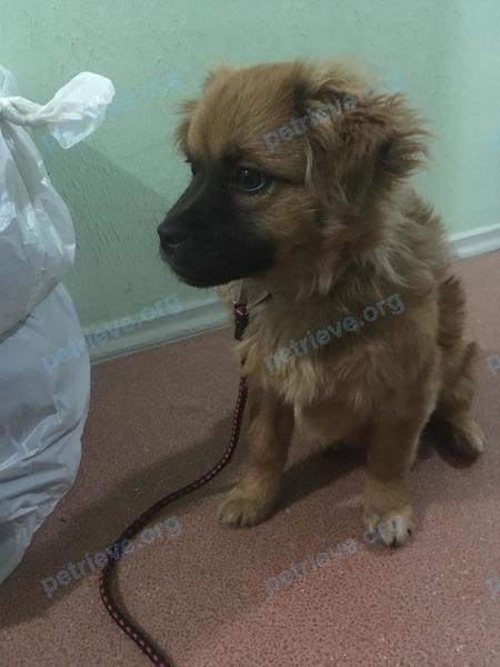 Small young brown female dog, found near ул. Московская, 7, Немчиновка, Московская обл., Россия, 143025 on Oct 27, 2018.