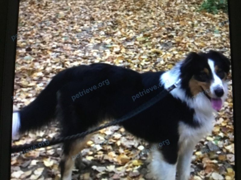 Medium adult mixed color male dog Джек, lost near Железнодорожная ул., 37А, Химки, Московская обл., Россия, 141420 on Oct 25, 2018.