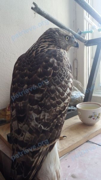 Medium brown bird, found near пер. Замятина, 44, Екатеринбург, Свердловская обл., Россия, 620057 on Nov 01, 2018.