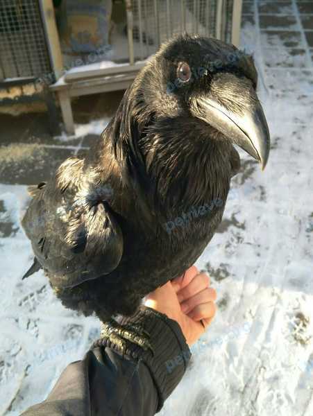 Medium young black male bird Приветик, lost near Самотёчная ул., 9, Москва, Россия, 127473 on Sep 30, 2018.