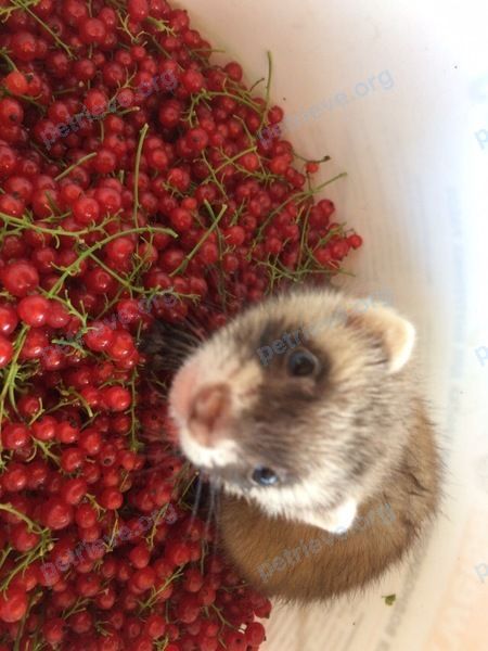 Small young brown female ferret Анфиса, lost near ул. 232 Стрелковой Дивизии, 17, Воронеж, Воронежская обл., Россия, 394040 on Nov 07, 2018.