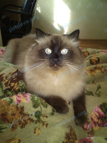 Big adult brown male cat Барон, lost near вулиця Заводська, 23, Миколаїв, Миколаївська область, Украина, 54000 on Oct 26, 2018.