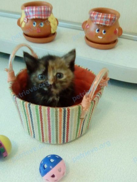 Small young female cat Буська, lost near ул. Галиуллина, 45 корпус 1, Магнитогорск, Челябинская обл., Россия, 455049 on Nov 07, 2018.