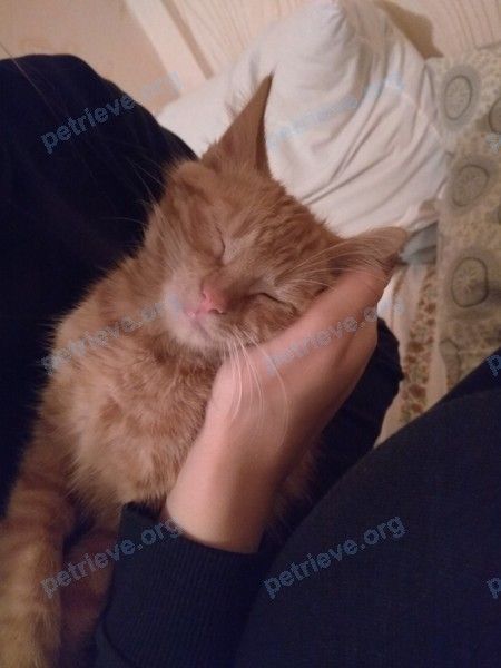 Маленький оранжевый молодой кот Булка, пропал 11.11.2018 рядом с ул. Скрипникова 65, Брест, Беларусь.