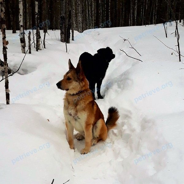 Medium young orange male dog БИМ, lost near Мегион, Ханты-Мансийский автономный округ, Россия, 628680 on Nov 07, 2018.