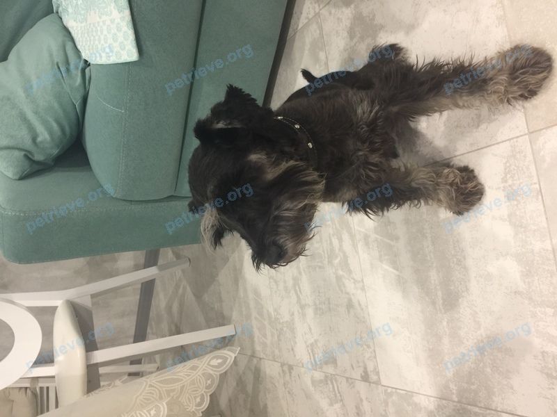 Medium young black male dog Чарли, lost near ул. Липовская, 7 корпус 1, Липецк, Липецкая обл., Россия, 398002 on Nov 14, 2018.