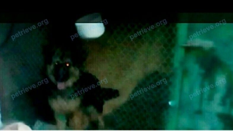 Big young female dog Дана, lost near пер. Крупской, 44, Каменск-Шахтинский, Ростовская обл., Россия, 347810 on Nov 13, 2018.