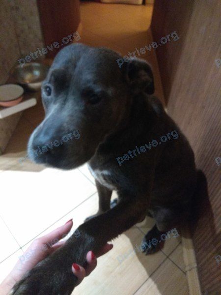 Medium adult brown male dog, lost near Дворцовая пл., 2, Санкт-Петербург, Россия, 190000 on Nov 07, 2018.