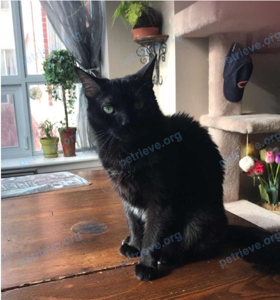 Medium adult black female cat Cola, lost near 48 A Wellington St, St. Catharines, ON L2R 5R1, Canada on Nov 17, 2018.