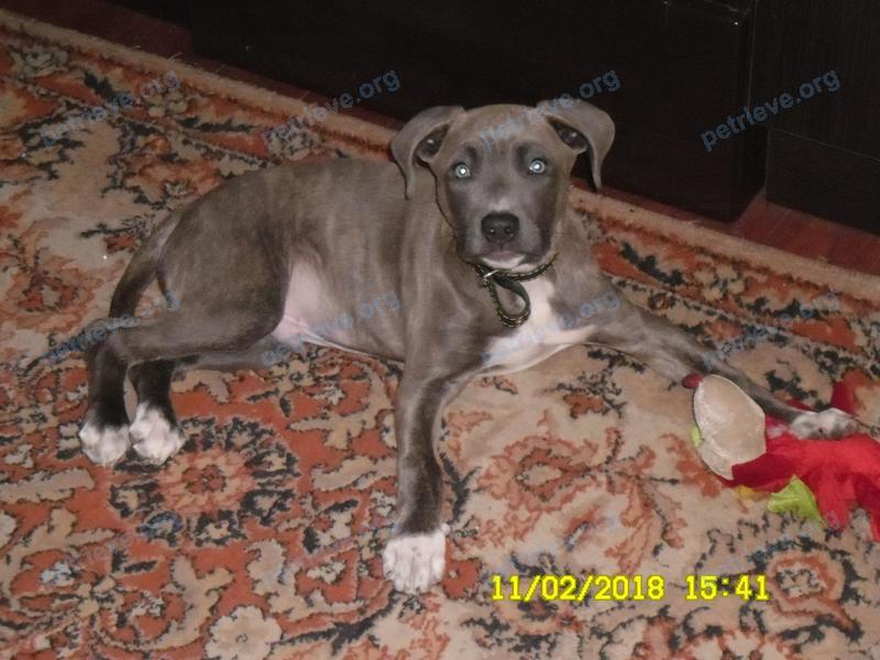 Medium young gray male dog Ральф, lost near ул. Пионерская 40, Брест, Беларусь on Nov 19, 2018.