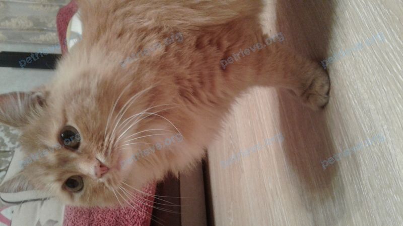Medium adult orange male cat, found near ул. Жукова, 29/27, Челябинск, Челябинская обл., Россия, 454031 on Oct 22, 2018.