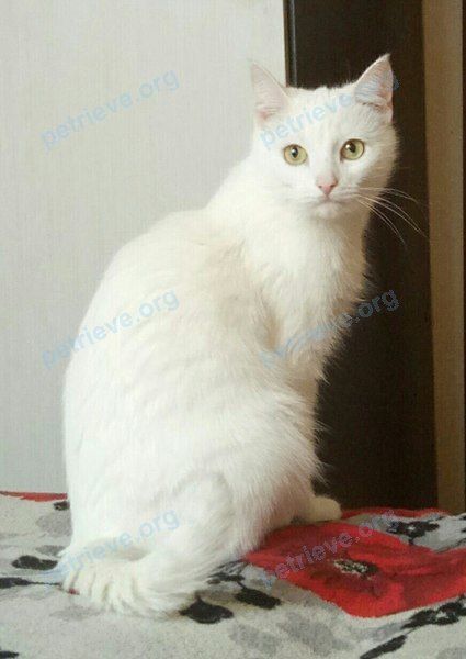 Medium adult white female cat Муся, lost near ул. Дружбы, 11А, Сергиев Посад, Московская обл., Россия, 141301 on Nov 17, 2018.