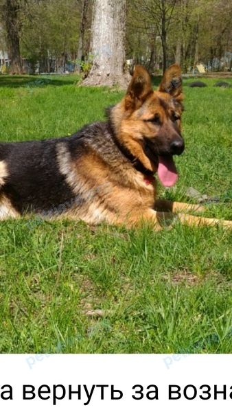 Medium young female dog Пальма, lost near пр. Шолохова, 80, Ростов-на-Дону, Ростовская обл., Россия, 344037 on Nov 19, 2018.