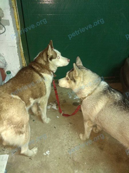 Medium young gray female dog, found near ул. Александра Козицына, 8, Верхняя Пышма, Свердловская обл., Россия, 624091 on Nov 21, 2018.