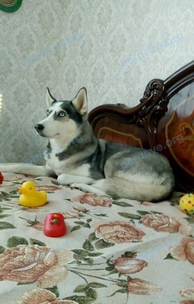 Medium young gray female dog Юта, lost near ул. Циолковского, 1, Чистополь, Респ. Татарстан, Россия, 422986 on Nov 23, 2018.